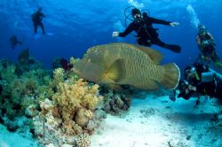 Uauu the Napoleon!Sharm el Sheik 2006
Nikon D100 with 10... by Marchione Giacomo 
